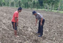 Polsek Batuputih Sumenep Monitoring Tanaman Kacang Tanah Warga