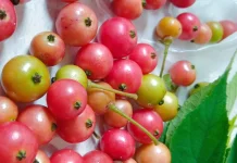 Jus Kersen Fermentasi Berpotensi Cegah Diabetes