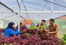 Program SIKAP Melalui Hidroponik SMKN 1 Sumenep Berhasil Panen Dua Kali