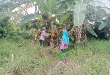 Polsek Batuputih Sumenep Dorong Ketahanan Pangan Melalui P2B