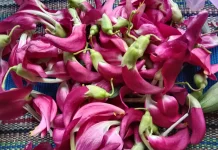 Bunga Lezat, Sayur Alternatif saat Lebaran