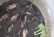 Cumi Hitam Khas Madura Jadi Buruan Pecinta Kuliner Tradisional
