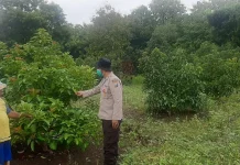 Polsek Batuputih Dukung Ketahanan Pangan Warga Melalui Tanaman Alpukat