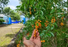 Tumbuhan “Sinyo Nakal”, Tanaman Pagar yang Perlu Diwaspadai