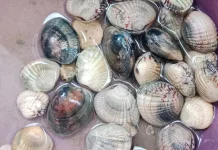 Kerang Laut Mengandung Gizi Tinggi untuk Kesehatan