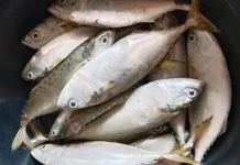 Rahasia Sehat Murah dari Ikan Kembung Bergizi Tinggi