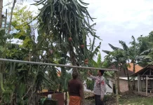 Polsek Batuputih Sumenep Dukung Pekarangan Pangan Bergizi