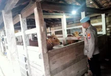 Polisi Batuputih Cek Ternak Warga Dukung Ketahanan Pangan