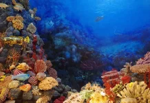Seberapa dalam Palung Mariana? Ini Penjelasan Ilmiahnya
