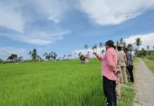 Kementan Tekankan Antisipasi El Nino Ekstrem