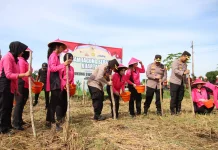 Dukung Swasembada Pangan, kapolres Sumenep Pimpin Tanam Jagung