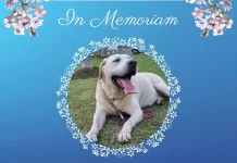 In Memoriam Pongky, Anjing K9 BNN Mengabdi 12 Tahun dalam Pemberantasan Narkoba