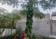 Berkebun di Lahan Sempit Hasilkan Pepaya Melimpah