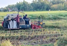 Diserang Hama Keong dan Wereng, Hasil Panen Padi di Sumenep Menurun