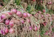 HDDAP Fokus Kembangkan Pisang, Cabai dan Bawang Merah di Lima Kecamatan