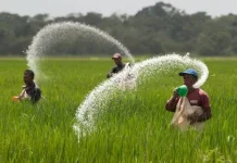 Petani Sumenep Hadapi Tantangan Pupuk, Harap Distribusi Lebih Merata
