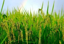 Serapan Gabah Bulog Madura Capai 4.000 Ton di Periode Pertama