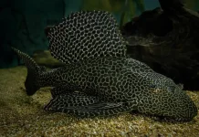 Ikan Sapu Sapu Ancam Ekosistem Perairan Tawar