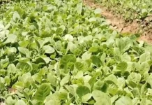 Petani Sumenep Mulai Sibuk Sambut Musim Tembakau