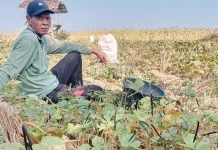 Kacang Hijau Sumenep Panen, Harga Tembus Rp24.000 Perkilo