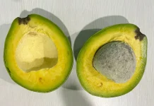 Alpukat, Si Hijau Kaya Nutrisi yang Baik untuk Tubuh