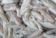 Jangan Salah Pilih, Kenali Cumi Segar sebelum Membeli