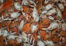 Dampak Konflik Iran-Israel Harga Daging Rajungan Tembus Rp600 Ribu