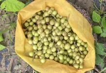 Kesambi, Tanaman Tangguh dengan Banyak Manfaat dari Alam