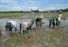 BPP Lenteng Gelar Gerakan Percepatan Tanam Serempak se-Jawa Timur