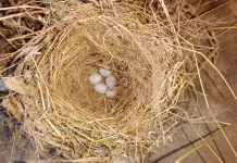 Kapan Tepatnya Burung Mulai Siap Bertelur?