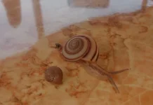 Siput Tak Sekadar Hama, Ini Manfaatnya!
