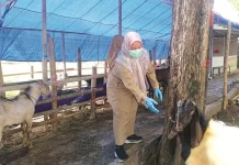 DKPP Sumenep Intens Awasi Hewan Ternak jelang Idul Adha