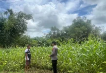 Polsek Batuputih Kawal Ketahanan Pangan dengan Monitoring Program P2B