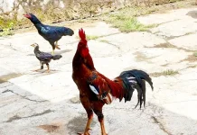 Penasaran? Ini Alasan Mengapa Ayam Jago Rajin Berkokok!