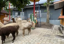 Serunya Berinteraksi dengan Alpaca: Wisata Edukasi yang Kian Diminati
