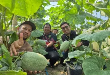 Desa Alas Malang Raas Kembangkan Melon The Blues