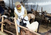 Lapak Penjualan Hewan Ternak di Sumenep Wajib Kantongi Ijin