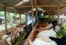 Panduan Tepat Memilih Hewan Kurban Sesuai Syariat Islam