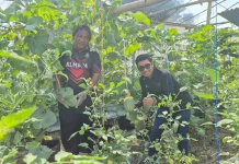 Melon dan Tomat di Raas Topang Program Ketahanan Pangan Presiden
