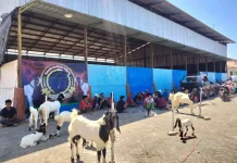 Teknik Sederhana Kurangi Bau Kambing saat Dimasak