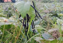 Harga Kacang Hijau Turun saat Puncak Panen