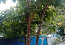Kenali Ukuran Pohon Jati sebelum Menjualnya