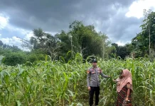 Polsek Batuputih Dukung Ketahanan Pangan di Wilayah Hukumnya