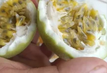 Rasa Unik Buah Markisa Kembali Digemari