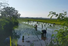 Semangat Petani Turun ke Sawah Menanam Bibit Padi