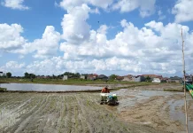 Rice Transplanter Bantu Percepatan Tanam dan Tekan Biaya Petani Pangarangan