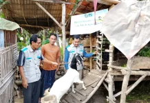 Bantu Tingkatkan Ekonomi Warga, YBM PLN Berikan Bantuan Ternak