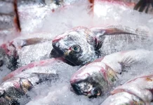 Rahasia Menjaga Kesegaran Ikan di Kulkas