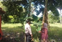 Polsek Batuputih Dukung Ketahanan Pangan Melalui Penanaman Pisang Tanduk