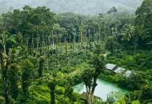 Muhammadiyah Mulai Gerakan Hutan Wakaf, Solusi Baru Hadapi Krisis Iklim?